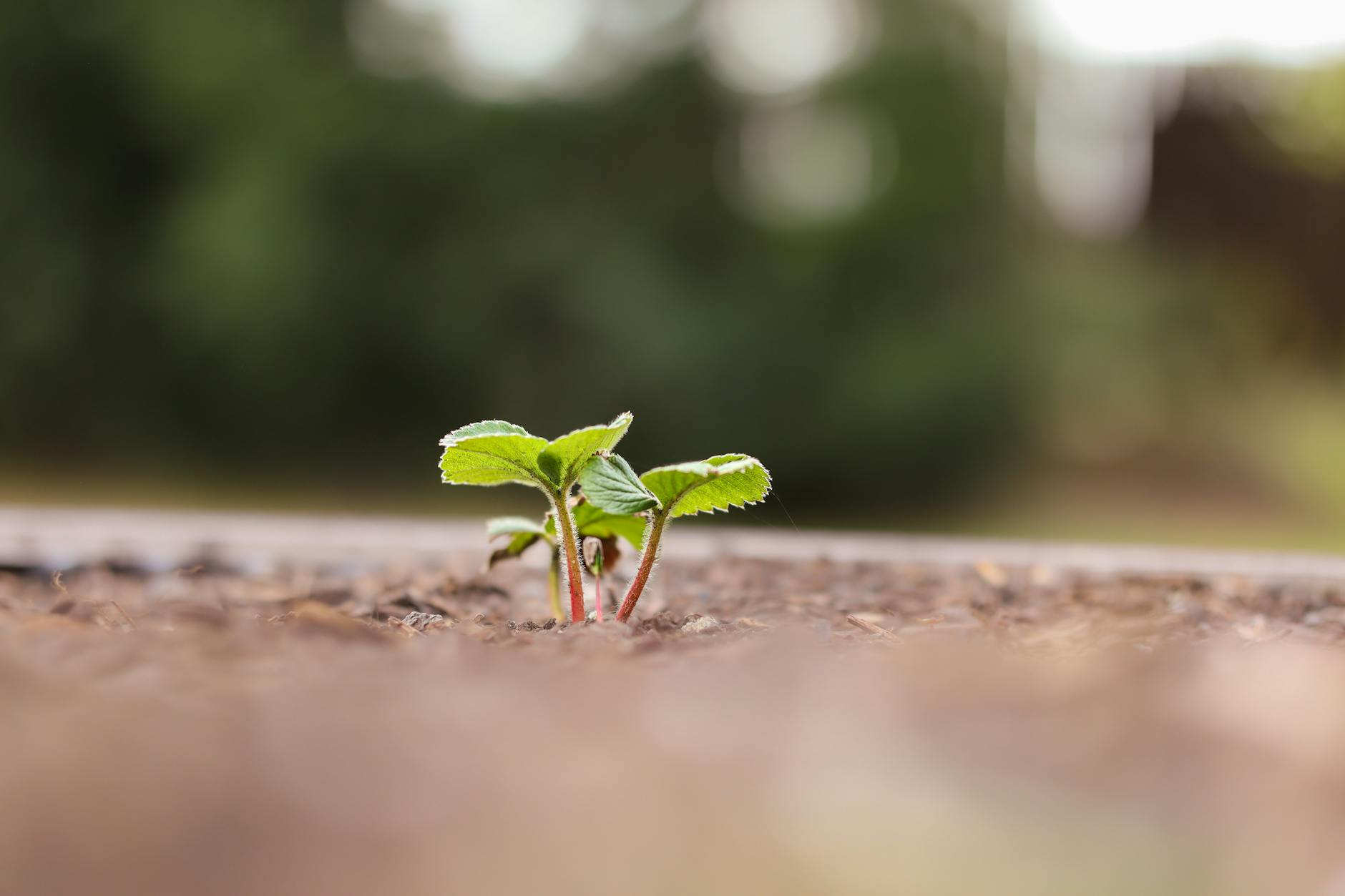 close up of small green plant on soil